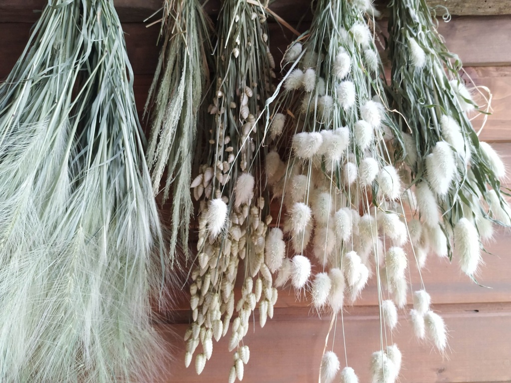 Trockenblumen - Gräser
