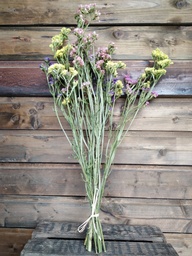 Trockenblumen - Staticen